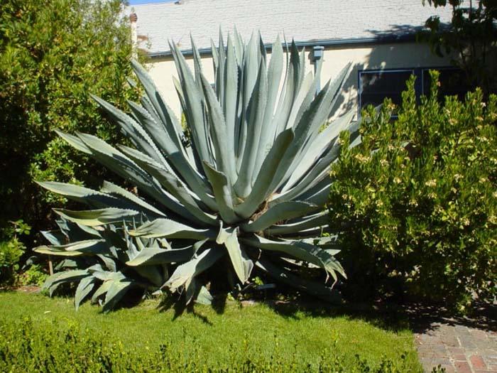Agave